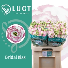 Eus G Croma Brid Kis 70L.cm 55+knop 23bloei