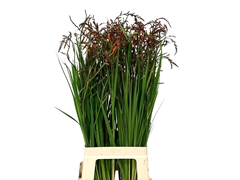 Crocos Grbl Lucifer 80L.cm 13bloei