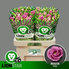 Eust G Rosita Rosepi 70L.cm 55+knop 23bloei