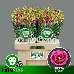 Eus G Rosita Cherry 70L.cm 55+knop 23bloei