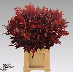 Steeneik Bordeaux 80L.cm