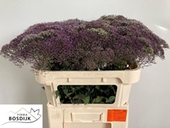 Trach Corine Purple 70L.cm 23bloei