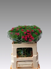 Di Barb S Will Red 50L.cm 24bloei