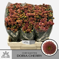 Chr San Aaa Doria Ch 55L.cm 100gram 13bloei