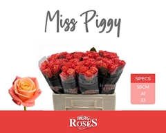R Gr Miss Piggy 55L.cm 33bloei