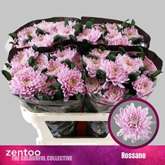 Chr.gepl.rossanno 70L.cm 60gram 22bloei