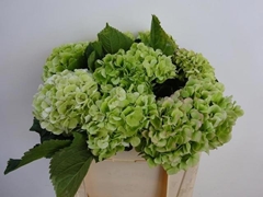 Hydr M Whi Verena Cl 50L.cm 45bloei