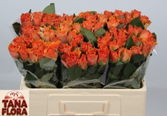 R Gr Arancio 50L.cm 23bloei
