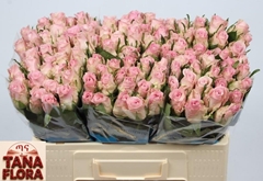 R Gr Bisou 50L.cm 23bloei