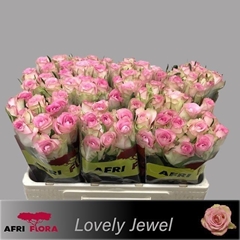 R Gr Lovely Jewel 50L.cm 23bloei