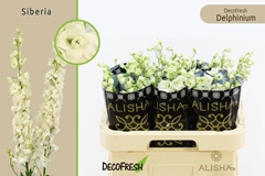Delph Du Dew Siberia 60L.cm 23bloei