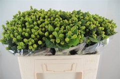 Hyp I Mag Green Powe 50L.cm