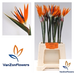 Strelitzia Bloem 60L.cm 17Ø Cm 13bloei