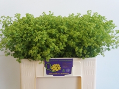 Alchem M Robustica 50L.cm