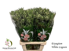 Eryn Mag Whit Lagoon 70L.cm 23bloei