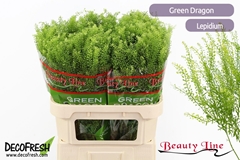Lepidium Gree Dragon 80L.cm 35gram 13bloei