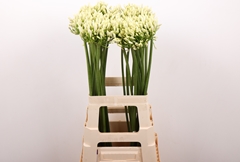 Agap Gletsjer 70L.cm 23bloei