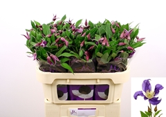 Clem Di Bl Pirouette 70L.cm 23bloei