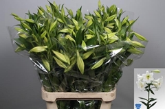Li Lf White Heaven 90L.cm 25+knop 12bloei