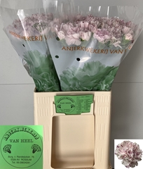 Di St Yukari 60L.cm 23bloei