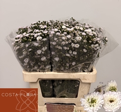 Ast Pompon 60L.cm 20gram 23bloei
