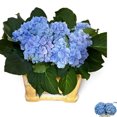 Hydr M Verena Bl 50L.cm 34bloei