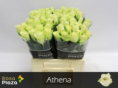 R Gr Athena 40L.cm 23bloei