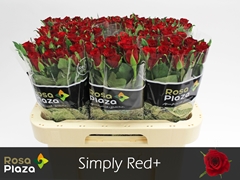 R Gr Simply Red? 60L.cm 23bloei