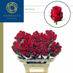 R Gr Red Torch 70L.cm 23bloei