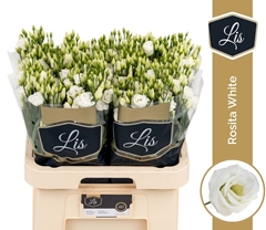 Eust G Rosita White 70L.cm 55+knop 23bloei