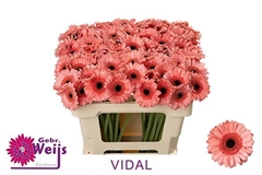 Ge Mi Vidal 50L.cm