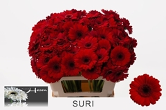 Ge Mi Suri 50L.cm
