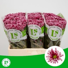 Chr S Miri 55L.cm 750gram 23bloei