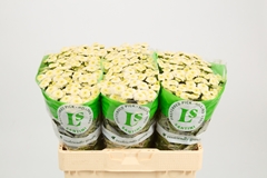 Chr S Paletti 55L.cm 750gram 23bloei