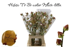Hibisc Tr Bi-color 70L.cm