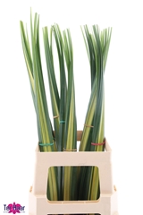 Pandanus (BLAD) 90L.cm