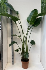 Strelitzia Nicolai 27P 200H 2stek