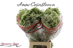 Ammi Vis Casablanca 55L.cm
