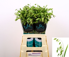 Chasmanthium Latifol 70L.cm