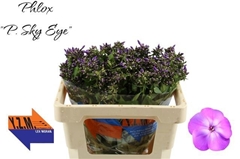Phlox P Sky Eyes 50L.cm 13bloei