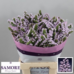 Lim S Tessa Lavender 60L.cm 23bloei