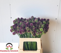 Allium Sphaerocephal 55L.cm 23bloei