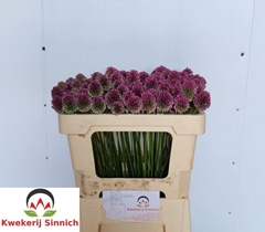 Allium Sphaerocephal 50L.cm 23bloei