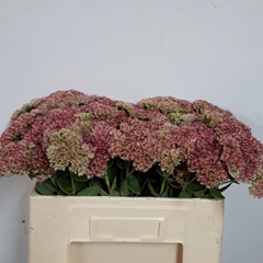 Sedum Spectabile St 50L.cm 23bloei