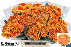 Chr G Astro 75L.cm 110gram 23bloei