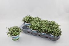 Callisia Repens 12P 15H