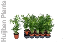 Chamaed Elegans 12P 48H 15stek