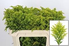 Soli Golden Glory 70L.cm 25gram 13bloei