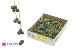 Diplocycl Groen P/ks
