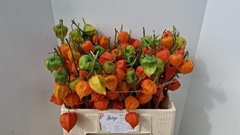 Physalis Stuk 60L.cm 34bloei